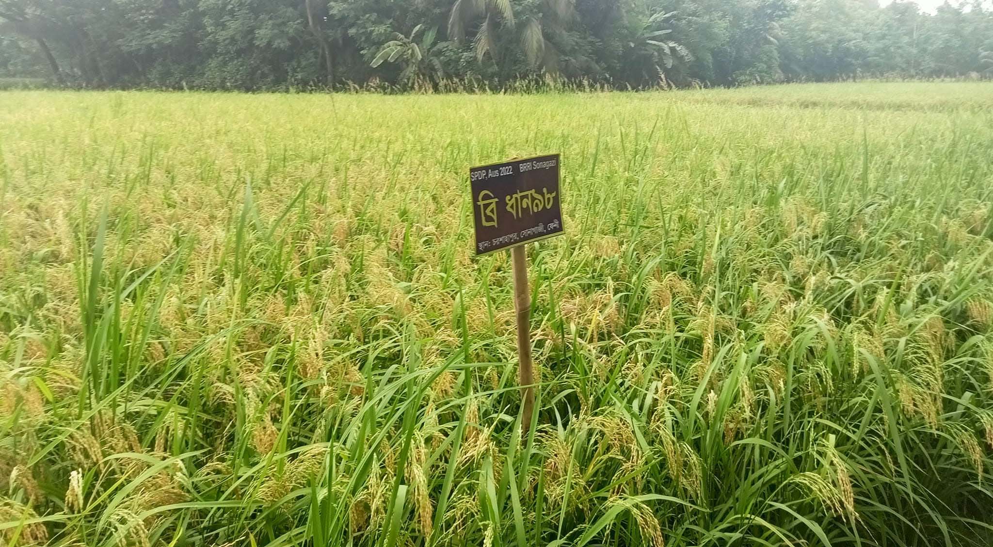 সোনাগাজীতে নতুন উদ্ভাবিত ৫ জাতের ধানের বাম্পার