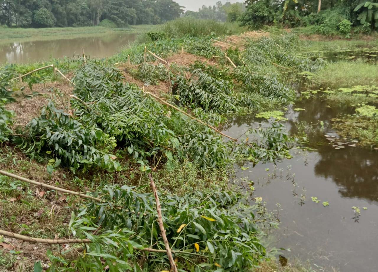 ফরহাদনগরে রাতের আঁধারে শতাধিক গাছ কাটলো দূর্বৃত্ত