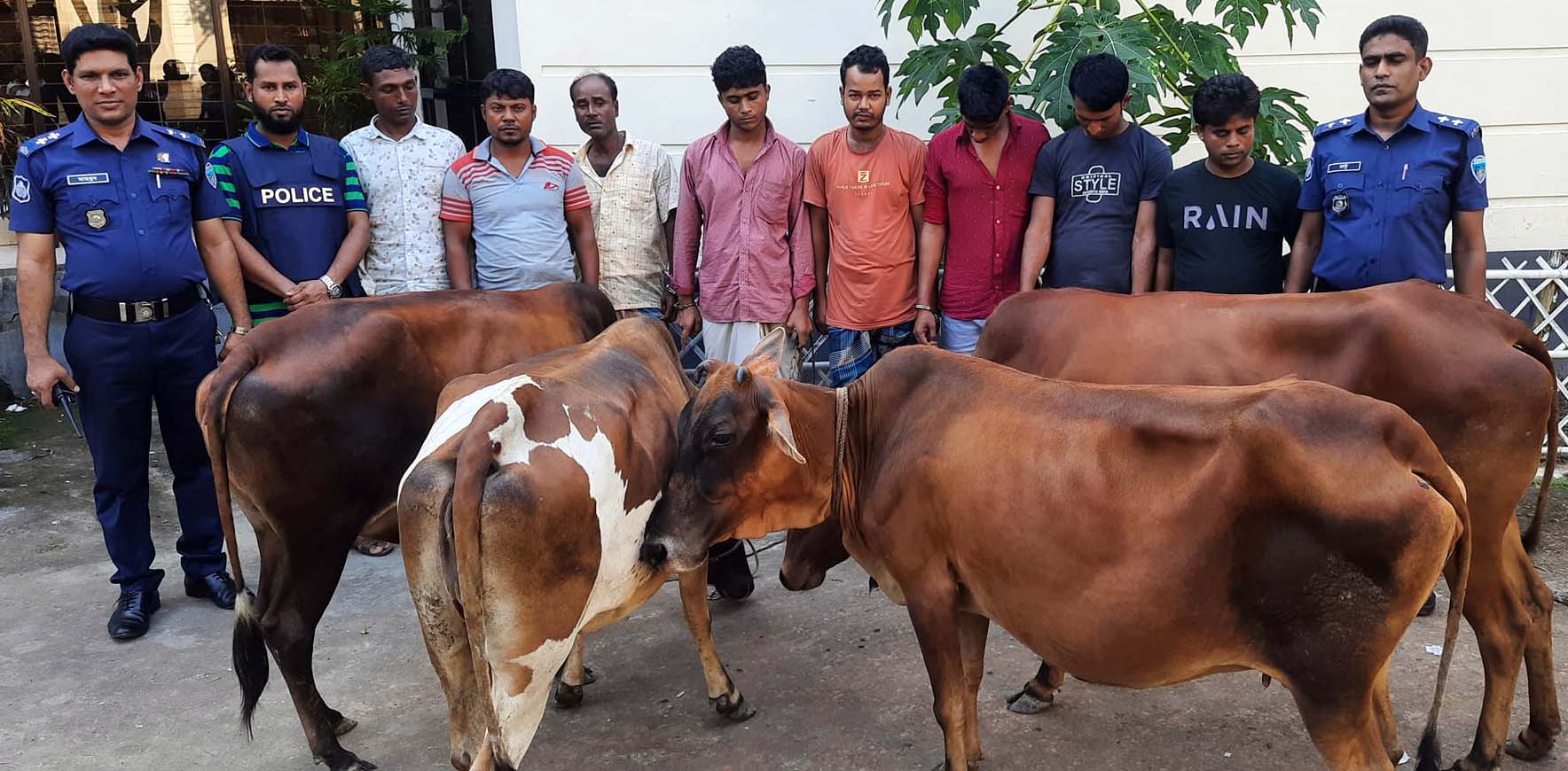 সোনাগাজীতে যুবলীগ নেতার বাড়ি থেকে ৪ চোরাই গরু উদ্ধার