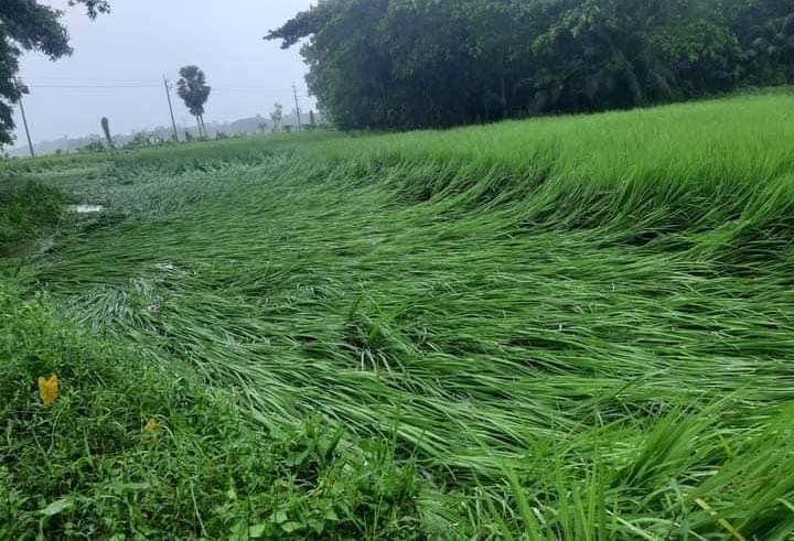 সিত্রাং- ফেনীতে হেলে পড়েছে ১১১ হেক্টর আমন