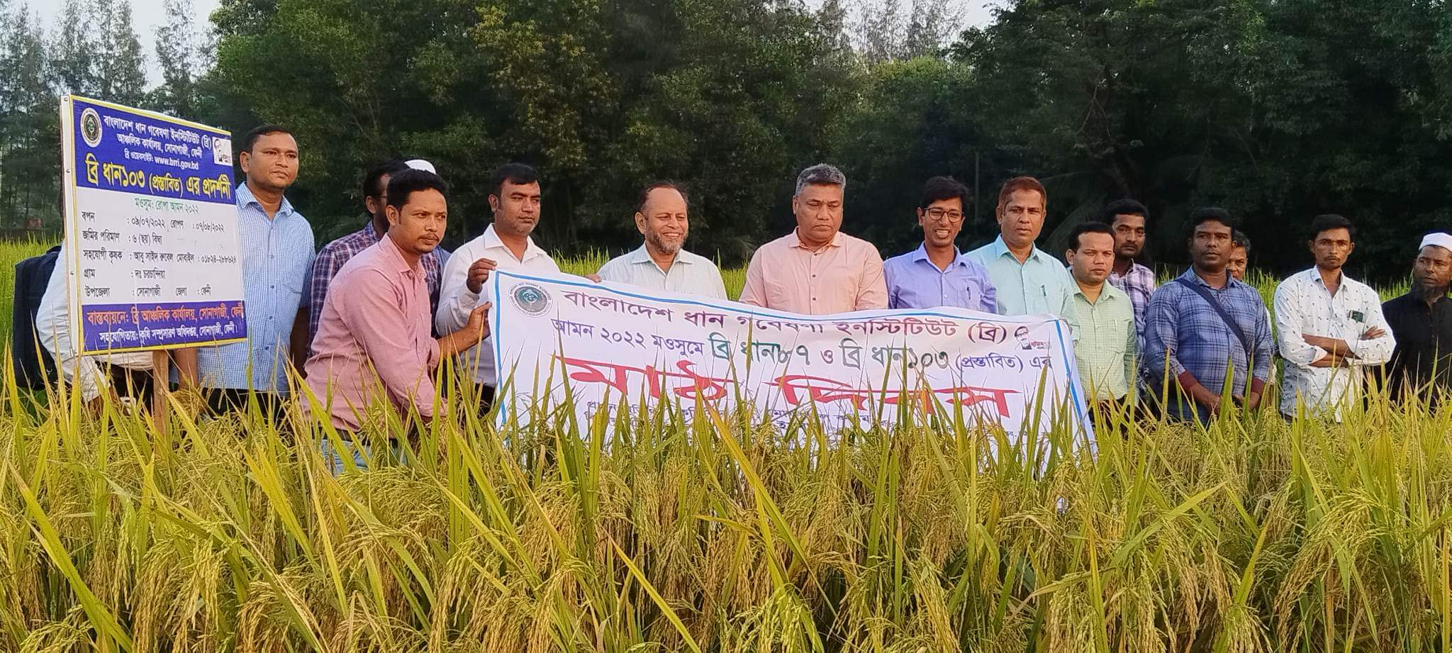 সোনাগাজীতে আমন মৌসুমে ধান চাষে উদ্বুদ্ধকরণ মাঠ দিবস