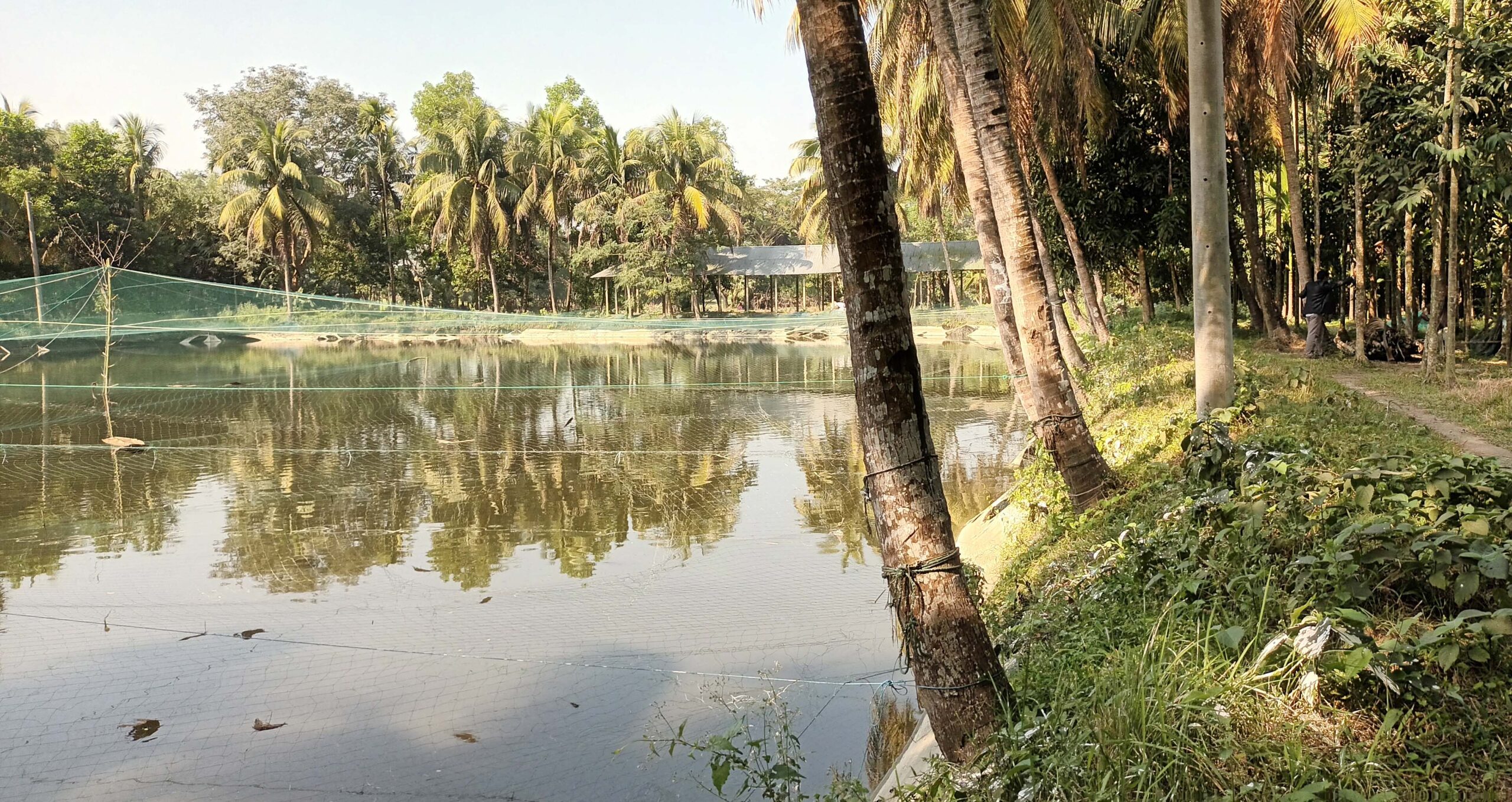 দাগনভূঞায় বিএনপি নেতার খামার বাড়ি অপরাধীদের অভয়াশ্রম