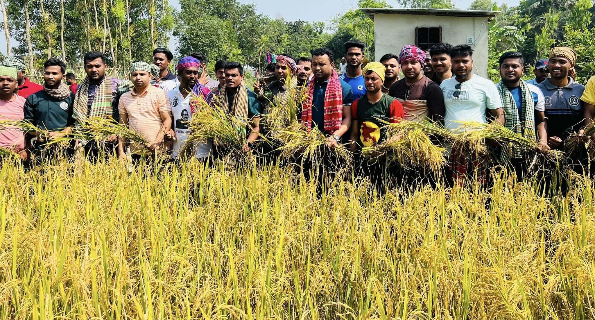 ফেনীতে তিন কৃষকের ২ একর জমির ধান কেটে দিলো ছাত্রলীগ