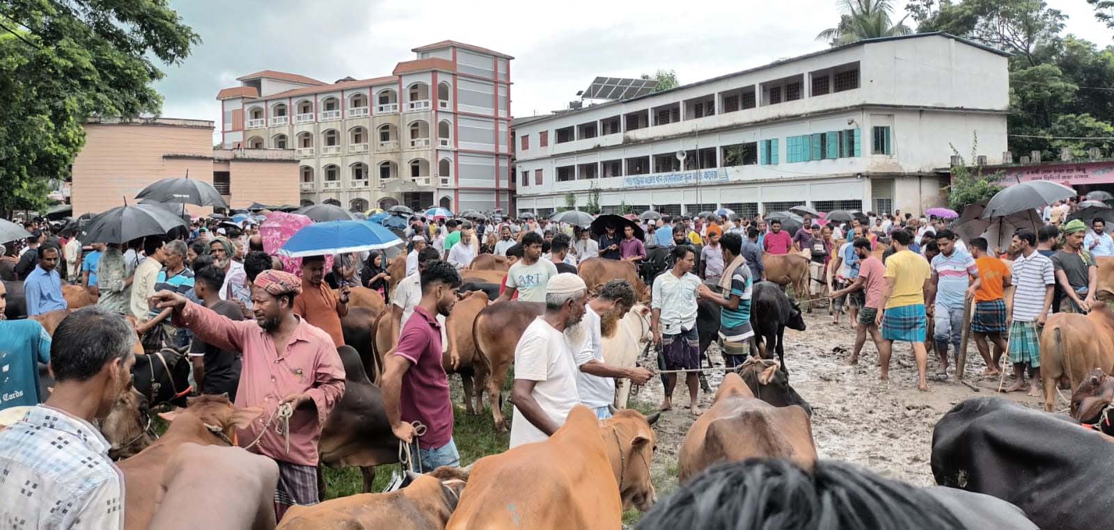 ফেনীতে কোরবানির পশু কেনাবেচার ধুম