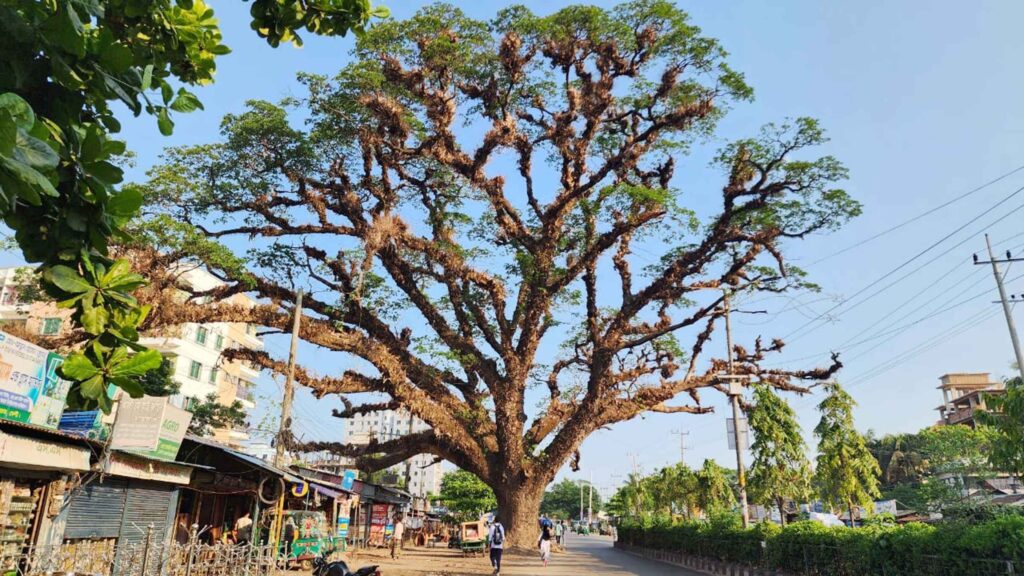দাউদপুরে তিনশত বছরের পুরোনো বিরল গাছ ইতিহাসের নিরব স্বাক্ষী