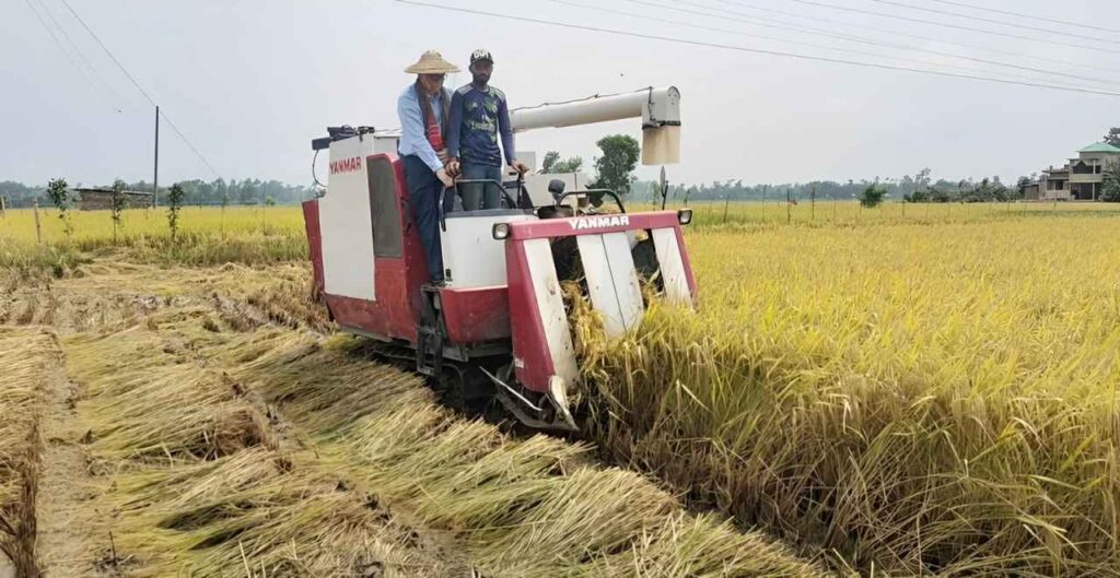 ফুলগাজীতে কম্বাইন হারভেস্টারে বোরো ধান কাটা উদ্বোধন