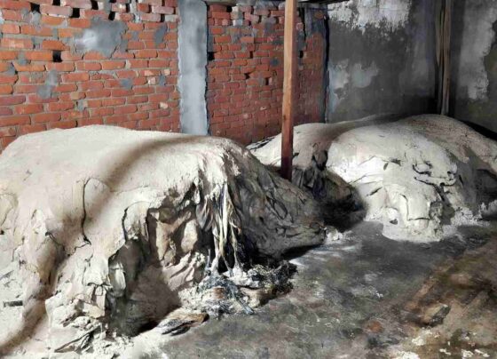 ফেনীতে চামড়া নিয়ে দুশ্চিন্তায় ব্যবসায়ীরা