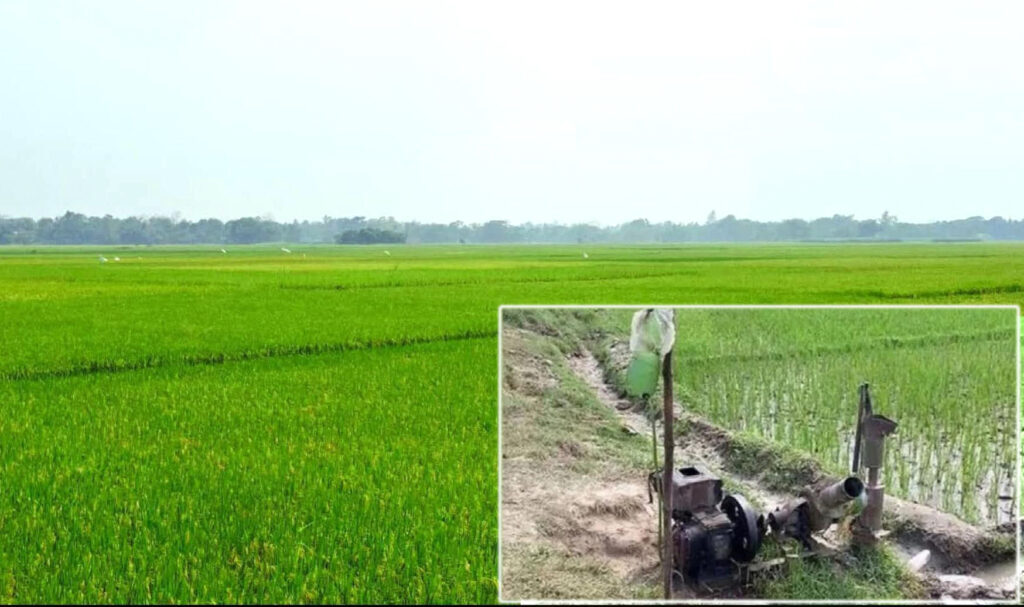 তীব্র লোডশেডিং, তেলের সংকট পরশুরামে পানির অভাবে ক্ষতির মুখে ইরি-বোরো চাষীরা