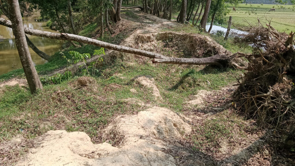 পরশুরামে মেরামত হয়নি বেড়ি বাঁধ বৃষ্টি হলেই বন্যার আশংকা