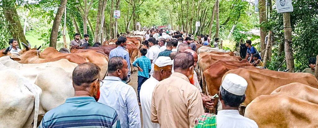 ফেনীতে জমজমাট পশুর হাট