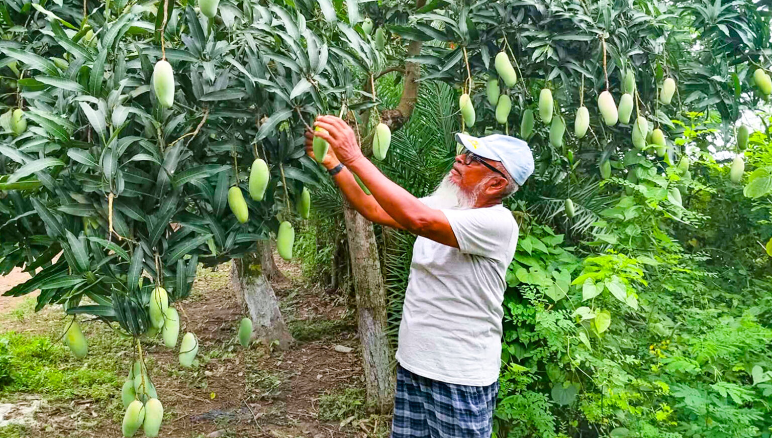 ৬ একরের কৃষি খামার থেকে ৭০ একরের সমন্বিত খামার সোনাগাজীতে এক খামারে উৎপাদিত হচ্ছে দেশী-বিদেশী ১০২ জাতের আম