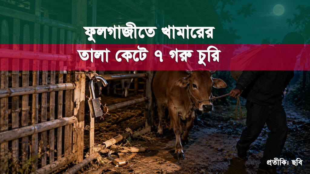 ফুলগাজীতে খামারের তালা কেটে ৭ গরু চুরি