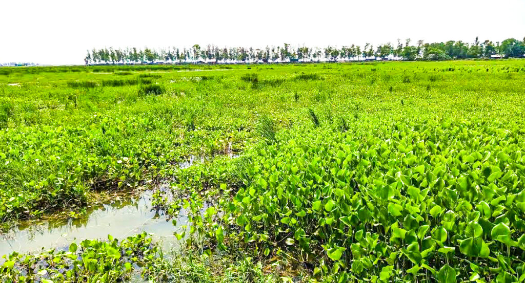 সোনাগাজীতে চর ও নদী দখল করে মাছের খামার তৈরী, কয়েশ একর জমি অনাবাদি