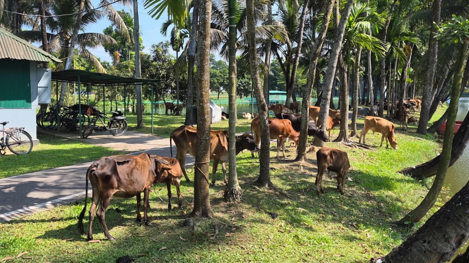 ফেনী সীমান্তে চোরাচালান বিরোধী অভিযানে জব্দকৃত গরু প্রকাশ্য নিলামে বিক্রি